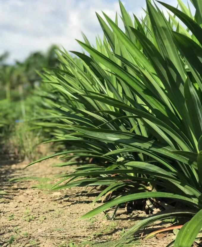 Natural Herbal Ingredients for Pandan Mung Bean Dessert latest company news about From Aroma to Antioxidants: Exploring the Benefits of Pandan Leaf 0