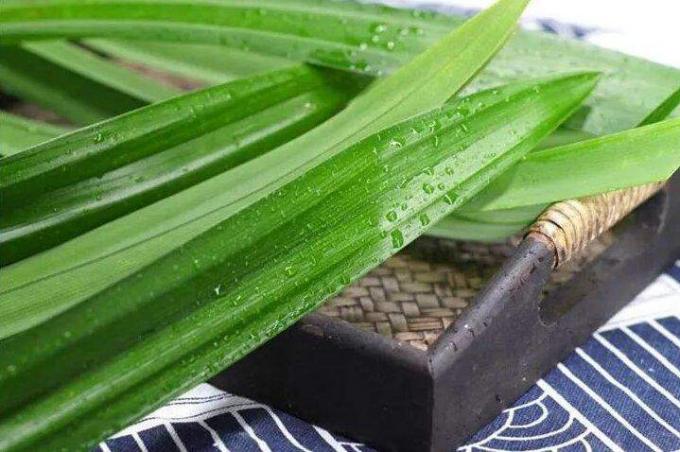 Natural Herbal Ingredients for Pandan Mung Bean Dessert latest company news about From Aroma to Antioxidants: Exploring the Benefits of Pandan Leaf 1